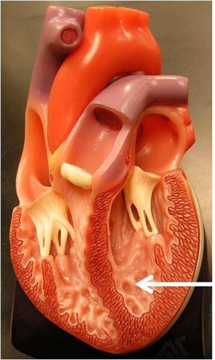 <p>Ridged wall of the ventricles (contracts)</p>