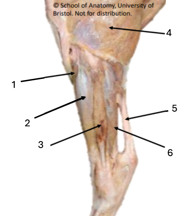 <p>5</p>