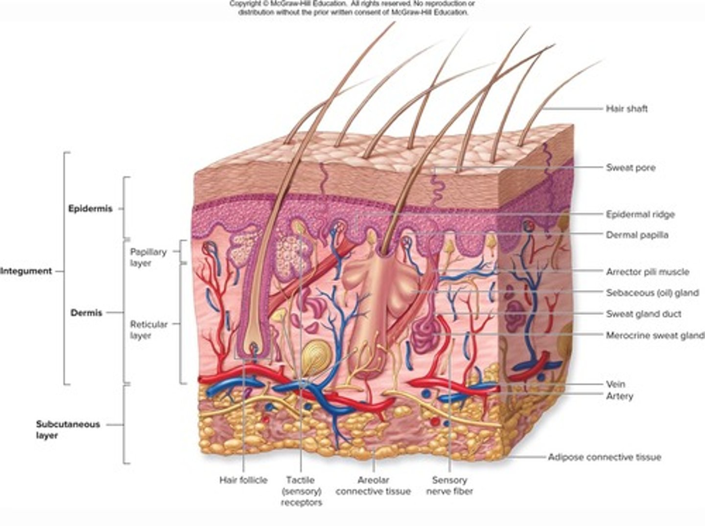 <p>Integument consisting of two distinct regions: Epidermis and Dermis.</p>