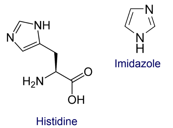 <ul><li><p>The <strong>resin</strong> contains <strong>nitrilotriacetic acid (NTA)</strong> groups that <strong>coordinate</strong>(bonds)&nbsp;<strong>Ni²⁺ ions</strong>.</p></li><li><p>The <strong>target protein</strong> is <strong>engineered with 6–8 histidine residues (His-tag)</strong>.</p></li><li><p>The <strong>imidazole rings</strong> of histidines <strong>bind to the Ni²⁺</strong> on the resin.</p></li><li><p>After washing away unbound proteins, the His-tagged protein is <strong>eluted</strong> by adding <strong>imidazole</strong>, which <strong>competes with histidines</strong> for Ni²⁺ binding sites.</p></li></ul><p></p>