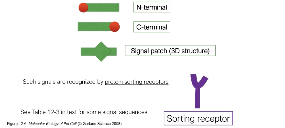 <p>Through the recognition of signals sequences!</p><p>N-terminal, C-terminal, signal patch!</p><p>The sorting receptor recognizes these signals! Binds to the signal sequence of the protein and aids in transporting that protein through some transport mehcanism?</p>