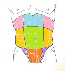 <p>abdominal regions: red </p>