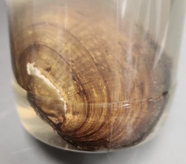 <p>What is in the jar?</p>