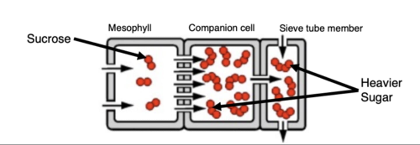 <p>1. Sucrose accumulates inside leaf mesophyll cells</p><p>2. Transported into companion cells via diffusion</p><p>3. Sucrose is polymerized into a heavier sugar</p><p>4. Heavier sugar is unable to diffuse back into mesophyll, concentration builds up, diffuses into sieve tube members</p>
