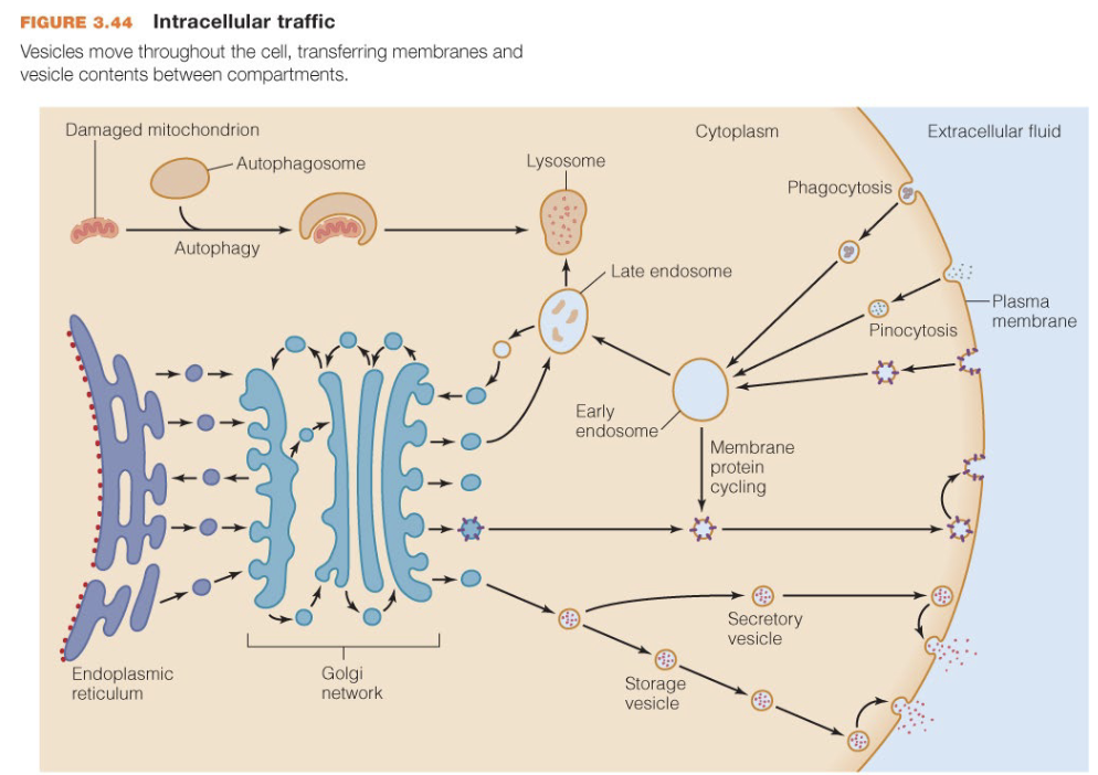 <p>A process by which cells absorb external material by engulfing it with the cell membrane due to the interaction of the molecule and protein receptor</p>