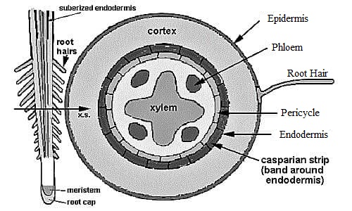 <p>Root Cutting- new adventitious shoot formation: 2 locations/types</p><p></p>