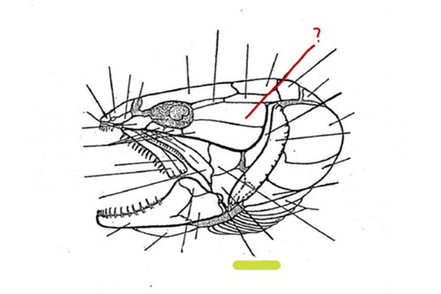 <p>What bone is this</p>