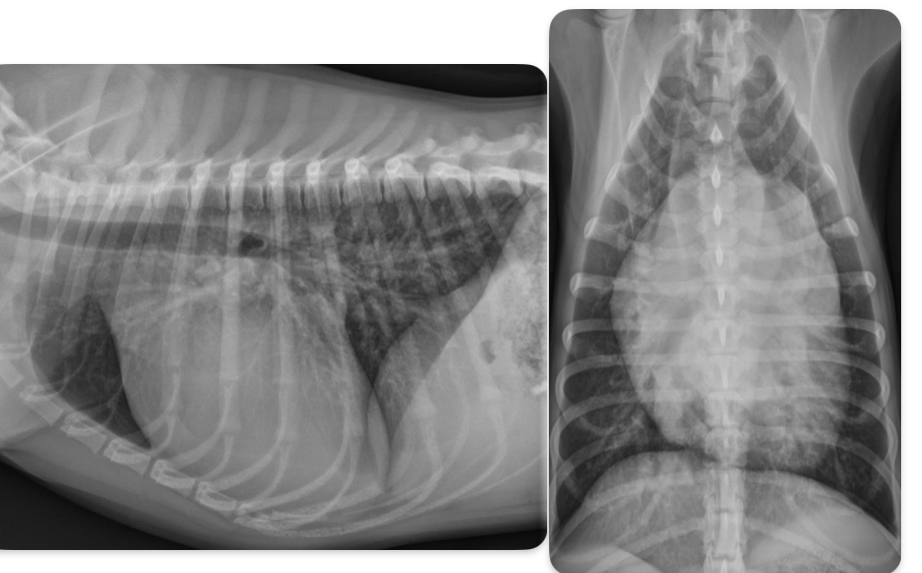 <p>What disease does this dog have</p>