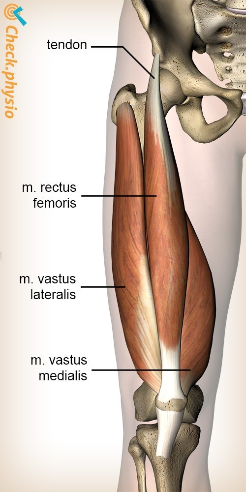 <p>BELOW the rectus femoris</p>