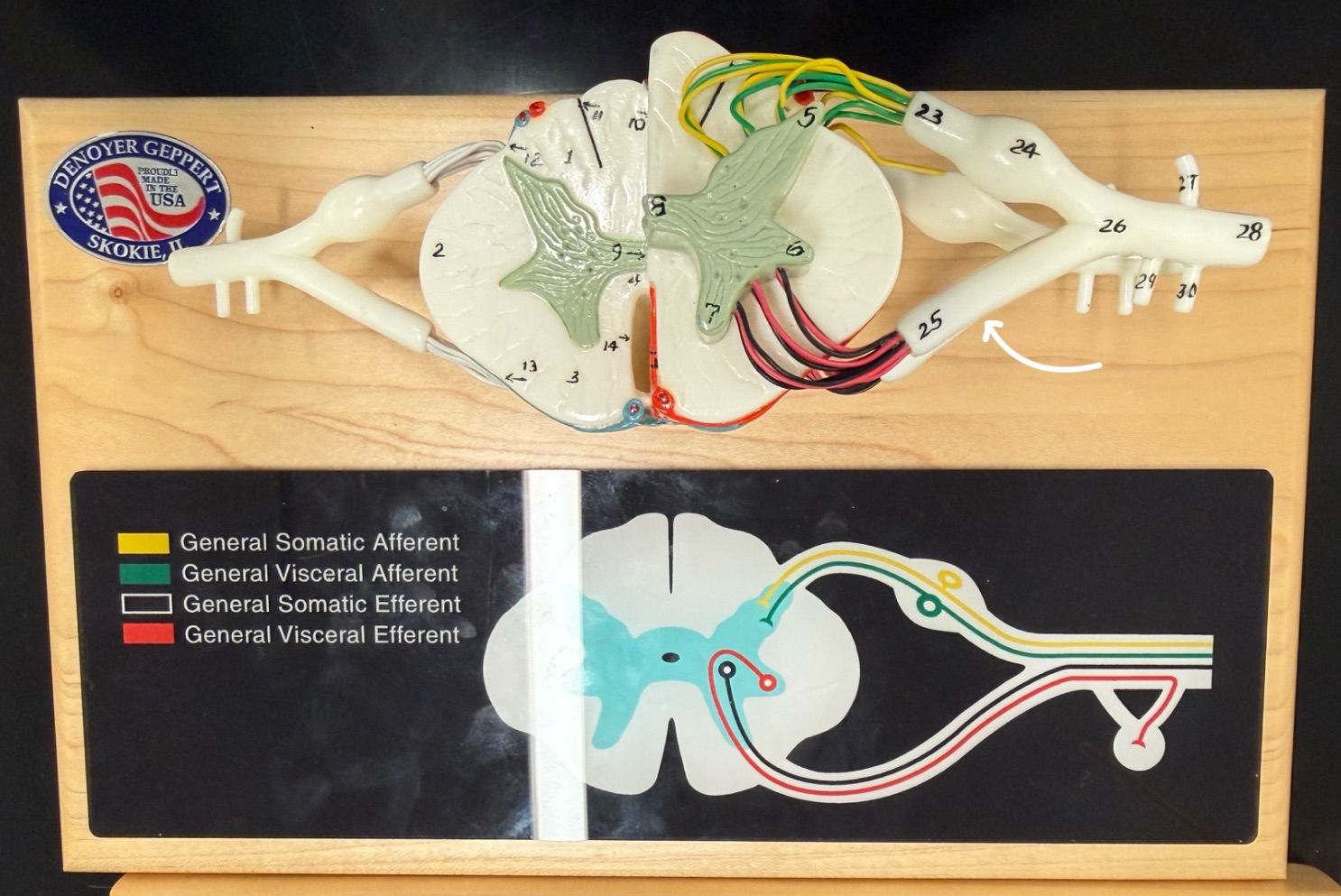 <p>Name what is pointed at on the spinal cord model</p>