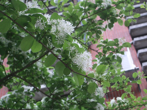 OLEACEAE (olive family)
-medium deciduous tree
-wonky branching
-simple, entire, obovate leaves
-can have a retus apex
-fissured-ridged bark (gets deeper as the bark matures)
-white ligulate (strap-like) flowers
-blackish-blue marble like fruit