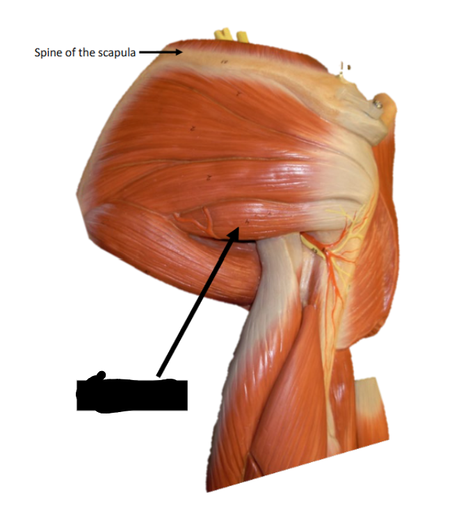 <p>Origin: lateral border of scapula</p><p>Insertion: greater tuberosity of the humerus</p><p>Function: lateral rotation at the shoulder joint</p>
