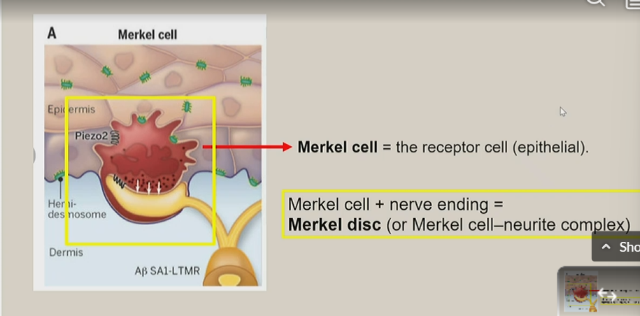<p>merkel cell + nerve ending</p>