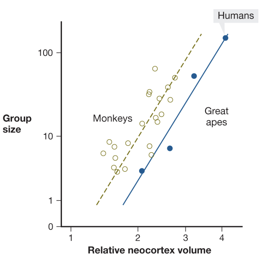 <p>primates have large brains because they live in complex social groups that change over time</p><p>being a good group member requires the capacity to understand complex/subtle social rules, recognize what actions might offend others, control desires that could violate group norms</p>