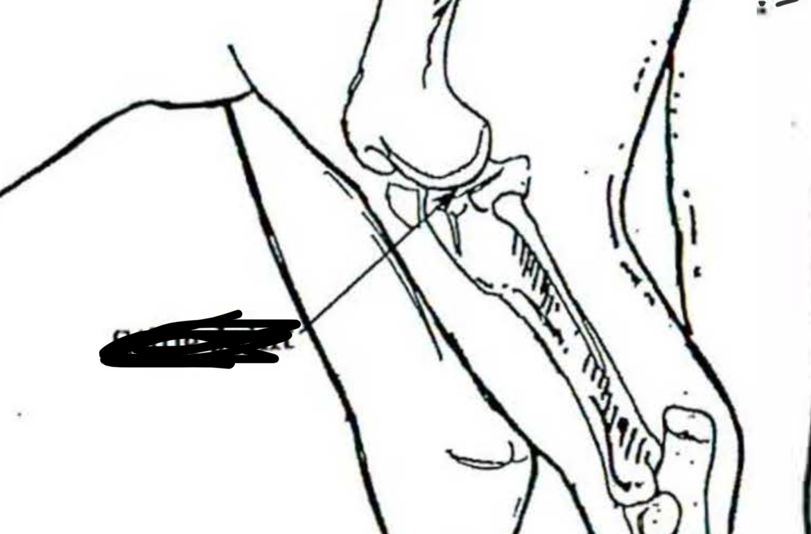 <p>Horse </p>