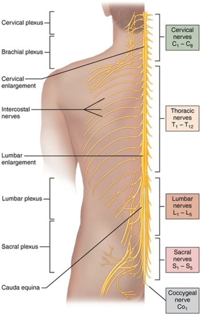 <p>31 pairs of spinal nerves exist, including 8 pairs of cervical nerves, 12 pairs of thoracic nerves, 5 pairs of lumbar nerves, 5 pairs of sacral nerves, and 1 pair of coccygeal nerves.</p>