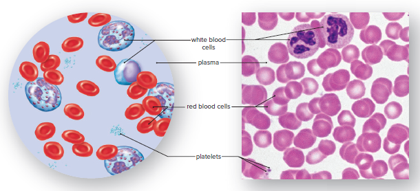 Blood, a liquid tissue.