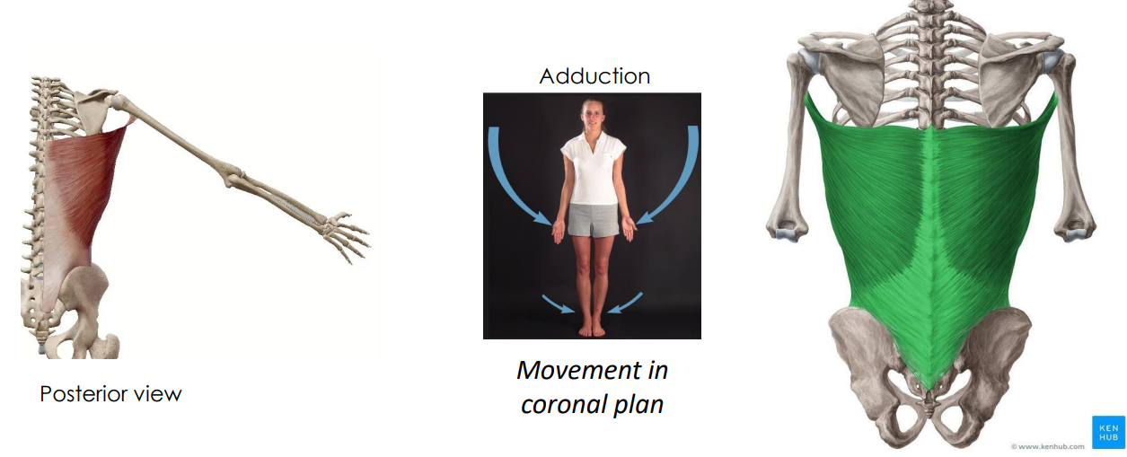 <p>- movement at the shoulder joint</p><p>ANIMATION ON SLIDE 17</p><ul><li><p>adduction</p></li></ul><p></p>