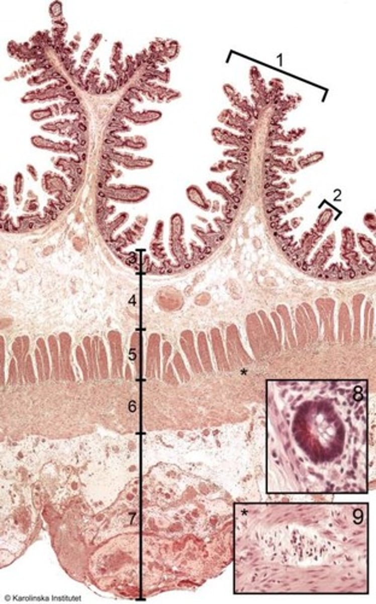 <p>- Specialiserad mucosa på tarmens sista del</p><p>- Består av enkelskiktat cylindriskt epitel och lamina propria</p><p>- Har villi och mikrovilli som hjälper till med absorbation</p>
