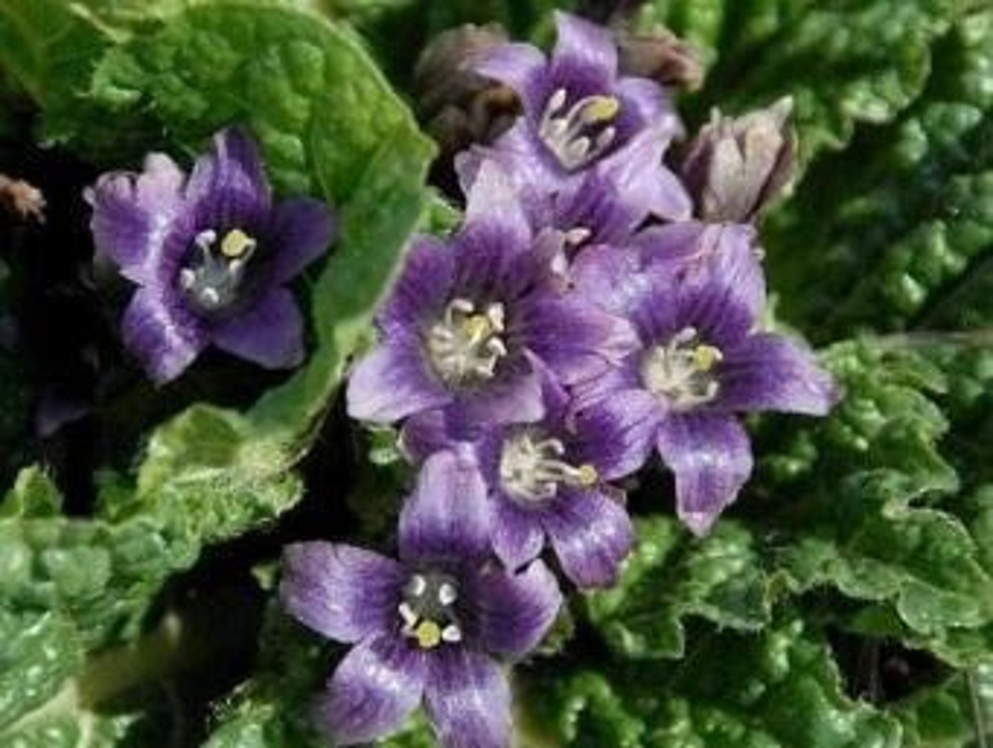 <p>[De Historia Plantarum Notorious poisonous plants included: ]</p><p>Known as mandrake</p>