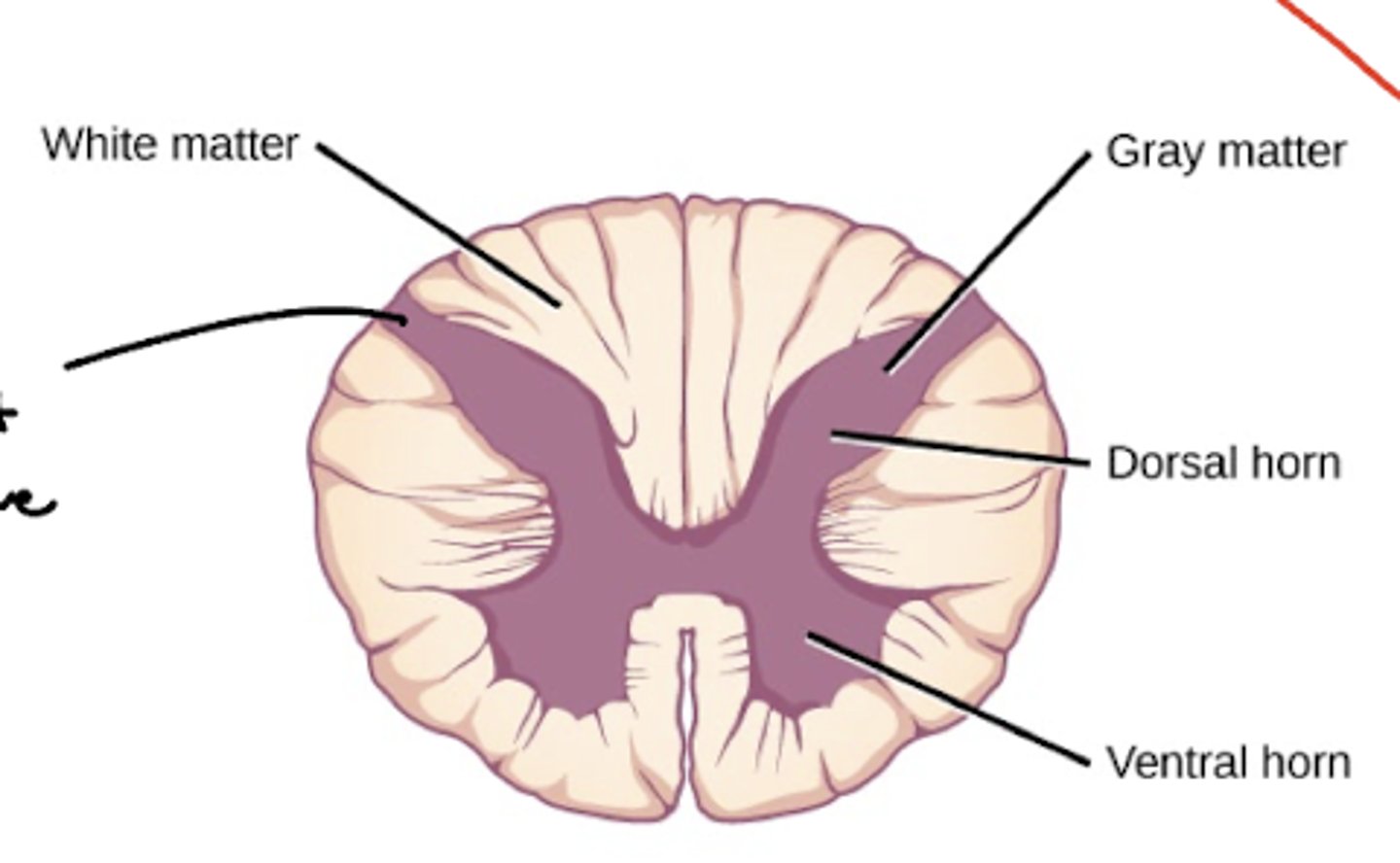 <p>white matter -- largely peripheral</p><p>gray matter -- central</p>