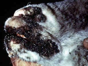<p>Por poxvirus, produce lesiones cutáneas y sistémicas en aves y mamíferos. </p><p>Hay poxvirus ovino, bovino y aviar.</p><p>Lesiones van en secuencia: máculas eritematosas, pápulas, vesículas. Vesículas revientan y forman costras. </p><p>Puede haber cuerpos de inclusión intracitoplasmáticos</p>