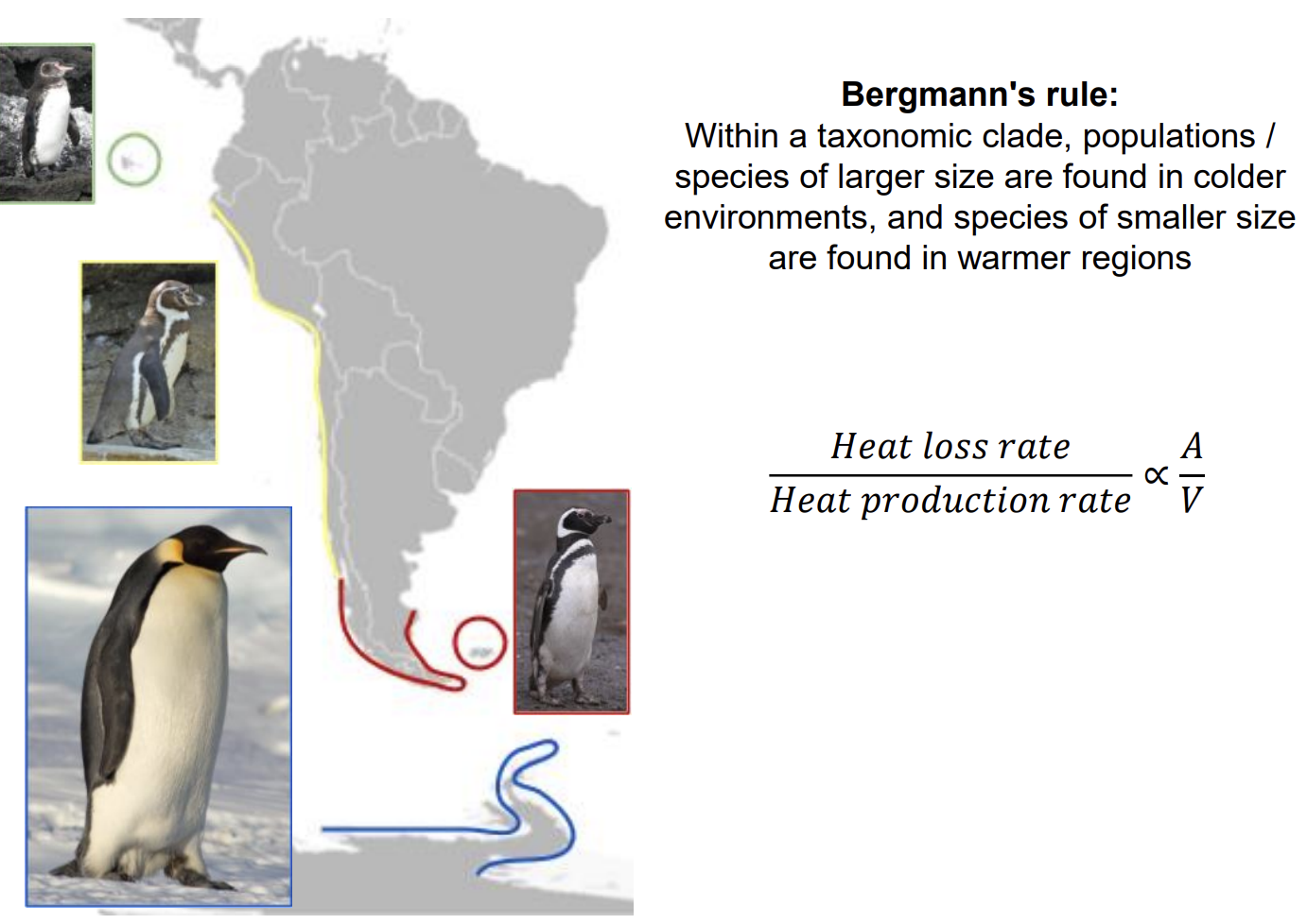 <ul><li><p>Within a taxonomic clade</p></li><li><p>Populations/ species of larger size are found in colder environments</p></li><li><p>species of smaller size found in warmer</p></li></ul><p><em>e.g penguins</em></p><p></p>