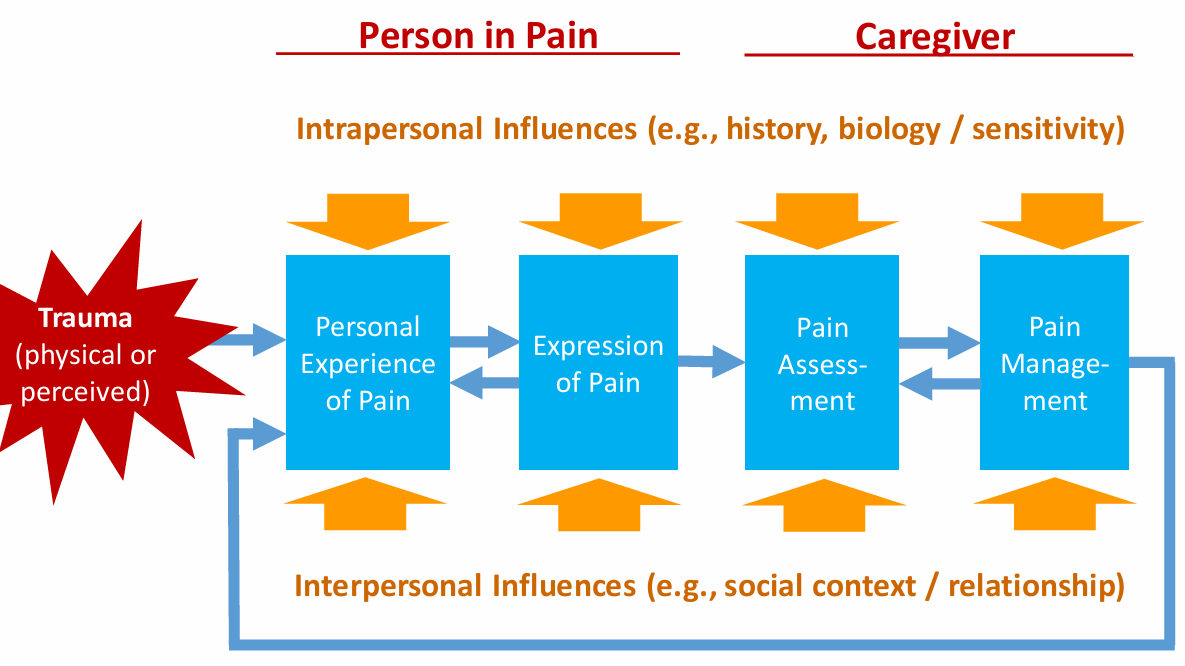 <p>when there is one or more person present how does pain unfold, caregiver is some sort of individual that brings care or comfort </p><p>person in pain: trauma → ← personal experience of pain → expression of pain  → </p><p>caregiver: pain assessment → ← pain management → personal experience of pain </p><p>all factors are influenced by intrapersonal and interpersonal factors </p>