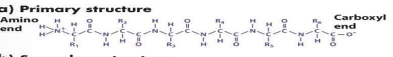 <ul><li><p>basic amino acid sequence</p></li><li><p>based on covalent</p></li></ul>
