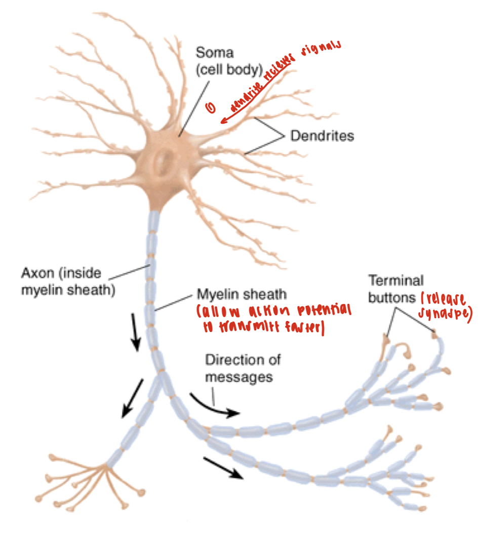 <ul><li><p><strong><mark data-color="yellow" style="background-color: yellow; color: inherit"><u>Soma:</u></mark></strong> The <strong>control center</strong> of the neuron. It contains the <strong>nucleus</strong> and organelles, integrates incoming signals, and produces neurotransmitters.</p></li><li><p><strong><mark data-color="yellow" style="background-color: yellow; color: inherit"><u>Dendrites</u></mark></strong>: <strong>Receive</strong> chemical signals from other neurons and convert them into <strong>electrical signals</strong> (graded potentials).</p></li><li><p><strong><mark data-color="yellow" style="background-color: yellow; color: inherit"><u>Axon:</u></mark></strong> Long projection that <strong>conducts electrical impulses</strong> (action potentials) <strong>away from the soma</strong> to the axon terminals.</p></li><li><p><strong><mark data-color="yellow" style="background-color: yellow; color: inherit"><u>Myelin Sheath:</u></mark></strong> Fatty layers that wrap around the axon, insulating it, and increasing the speed and efficiency of action potential transmission along the axon.</p></li><li><p><strong><mark data-color="yellow" style="background-color: yellow; color: inherit"><u>Terminal buttons:</u></mark></strong> When an action potential arrives, vesicles (fill with neurotransmitters) are released into the synapse to communicate with the target cell.</p></li><li><p><strong><mark data-color="yellow" style="background-color: yellow; color: inherit"><u>Schwann cell: </u></mark></strong>A type of glial cell in the <strong>Peripheral Nervous System (PNS)</strong> that produces the <strong>myelin sheath</strong>.</p></li></ul><p></p>
