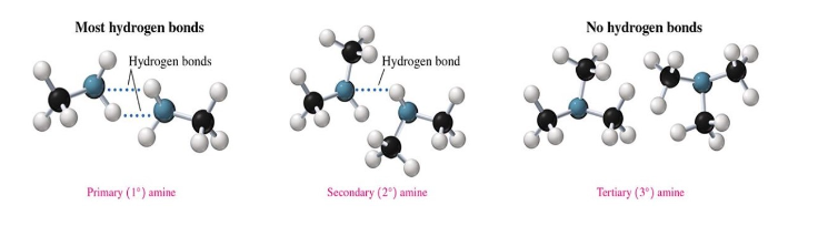 <ul><li><p>primary and secondary can form hydrogen bonds with themselves and with water molecules. </p></li><li><p>tertiary amines lack an N-H bond, so they cannot hydrogen bond with themselves, but they can hydrogen bond with water. </p></li></ul>