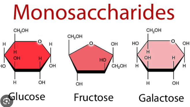 <ul><li><p>Glucose</p></li></ul><ul><li><p>Galactose</p></li><li><p>Fructose</p></li></ul><p></p>