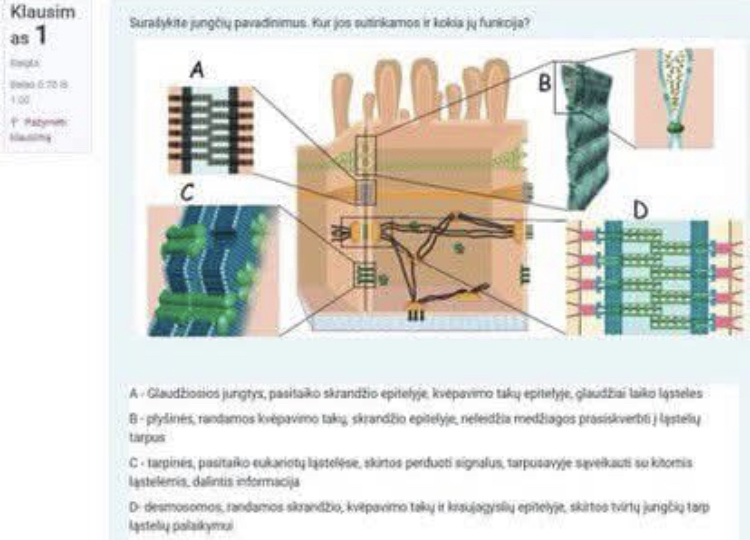 <p>Surašykite jungčių pavadinimus. Kur jos surandamos ir kokios funkcijos?</p>