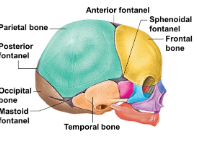 <p><span style="background-color: transparent;"><span>fibrous membranes connecting the cranial bones. Convert to bone within 24 months after birth</span></span></p>