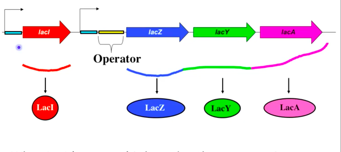 <ul><li><p><strong>Highly regulated</strong>; only transcribed when <strong>lactose is present</strong></p></li><li><p><strong>Turned on</strong> in presence of lactose, <strong>turned off</strong> without lactose</p></li><li><p><strong>LacI (repressor)</strong> binds operator and blocks transcription in the absence of lactose</p></li><li><p>LacI binding prevents RNA polymerase from initiating transcription</p><img src="https://lh7-rt.googleusercontent.com/docsz/AD_4nXeYFRwctfklwemAG3vOOMnRAluuJ652rmL-eizcGZY87-IfAlqwNsjfvQOeYCAr5mMRSeF_X1f23RA873fWu73MuvVR8kZIOs3nVVqFQY-fbB0vM4axZ4A0xARseZdx3IMQHctng9a1lycaM8Zwe20Ocl00?key=OYqbMrACYTDksxtTSNBBKg" data-width="100%" data-align="center"></li></ul><p></p>