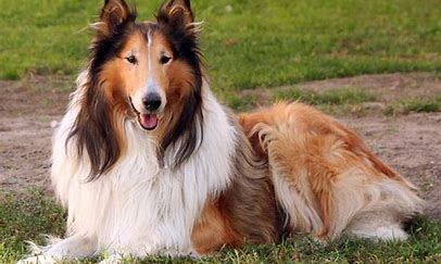 <p>the have small eyes and a long nose and small eyes equal; Chinese and c is for?</p>