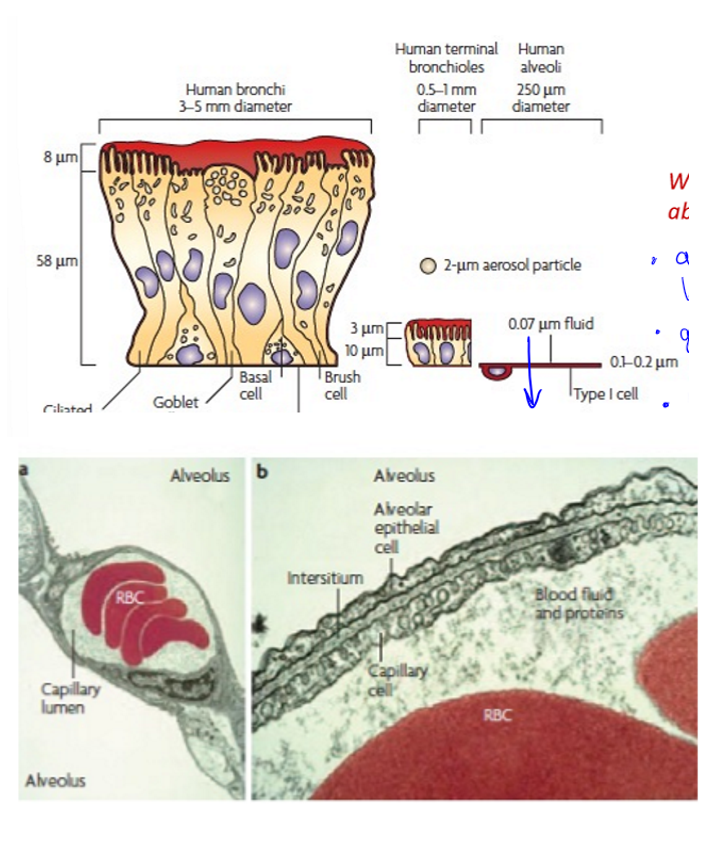 <p>human bronchi thickest, next is terminal bronchi much thinner, and finally alveolar which is thinnest so would have the best absorption, would go straight to bloodstream, large surface area</p>