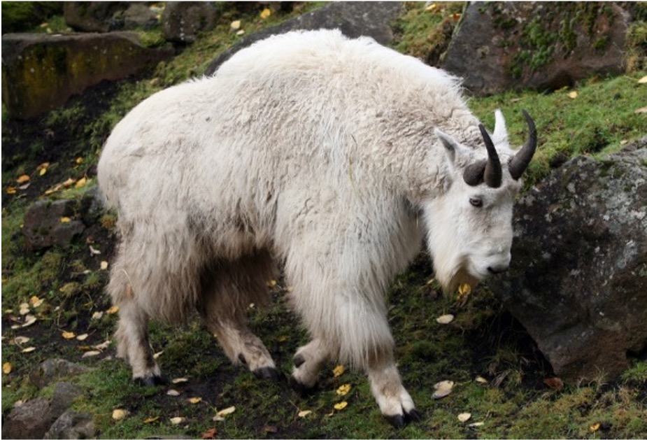 <p>What is this animal?</p>