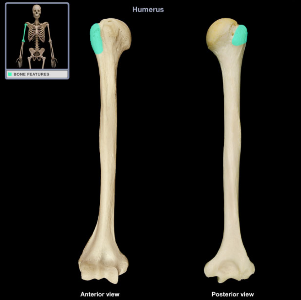<p>Greater tubercle of humerus&nbsp;</p>