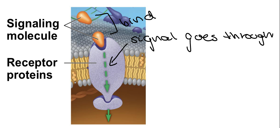 <ul><li><p>signaling molecules bind to receptor proteins</p></li><li><p>these receptor proteins then relay the message by activating other molecules inside the cell</p></li></ul>