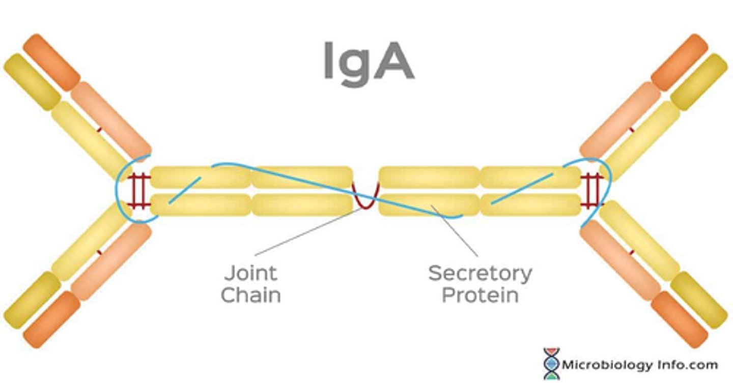 <p>IgA transfer involves the uptake of IgA across the space of Disse and its release into bile canaliculi. </p><p>IgA is then transported through the hepatobiliary duct system to the intestine, where it plays a role in immunologic protection. This process is part of the enterohepatic circulation.</p>