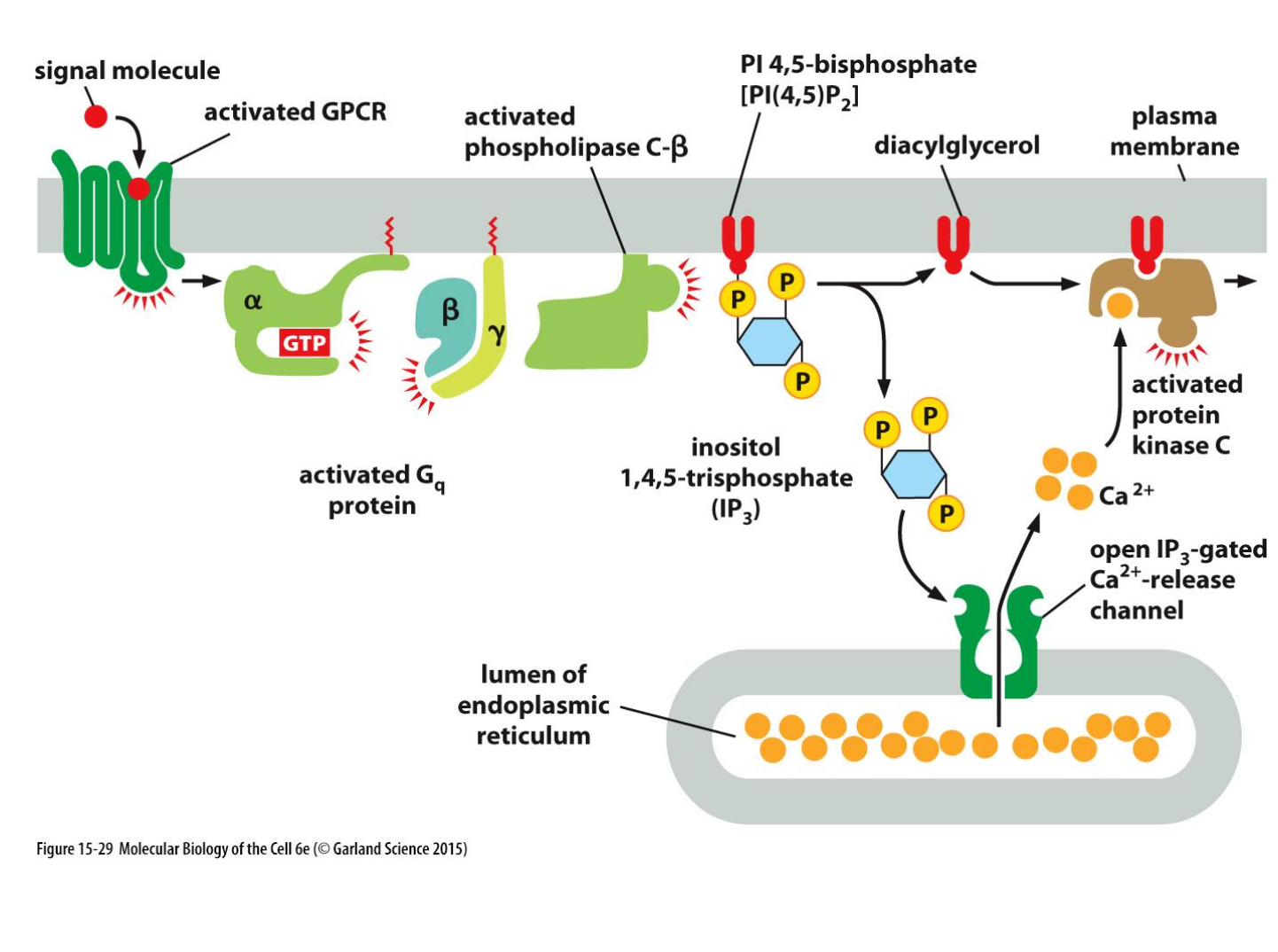 <p>IP<sub>3</sub> peut être déphsophorylé par des phosphatases l’inhibant.</p><p>Le calcium est rapidement pompé à l’extérieur de la cellule ou dans le RER</p>