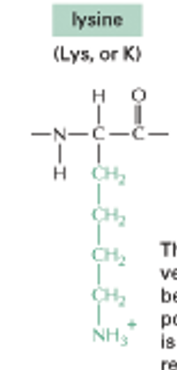 <p>Lysine (C,C,C,C,NH3)</p>