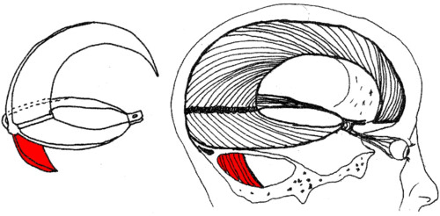 <p>separates the two hemispheres of the cerebellum</p>