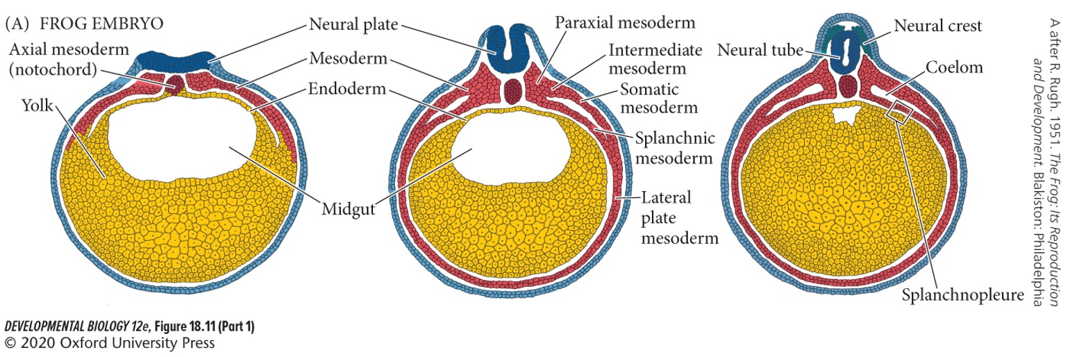 overlies the endoderm and together with the endoderm forms the **splanchnopleure**. 