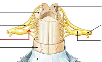 <p>Which branch of the spinal nerves:</p><ul><li><p>Contains axons of sensory neurons</p></li></ul><p></p>