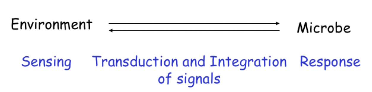 <ul><li><p><strong>Changes in pH</strong></p></li><li><p><strong>Temperature</strong></p></li><li><p><strong>Nutrients</strong></p></li><li><p><strong>Oxygen</strong></p></li><li><p><strong>Osmolarity</strong></p></li></ul><p></p>
