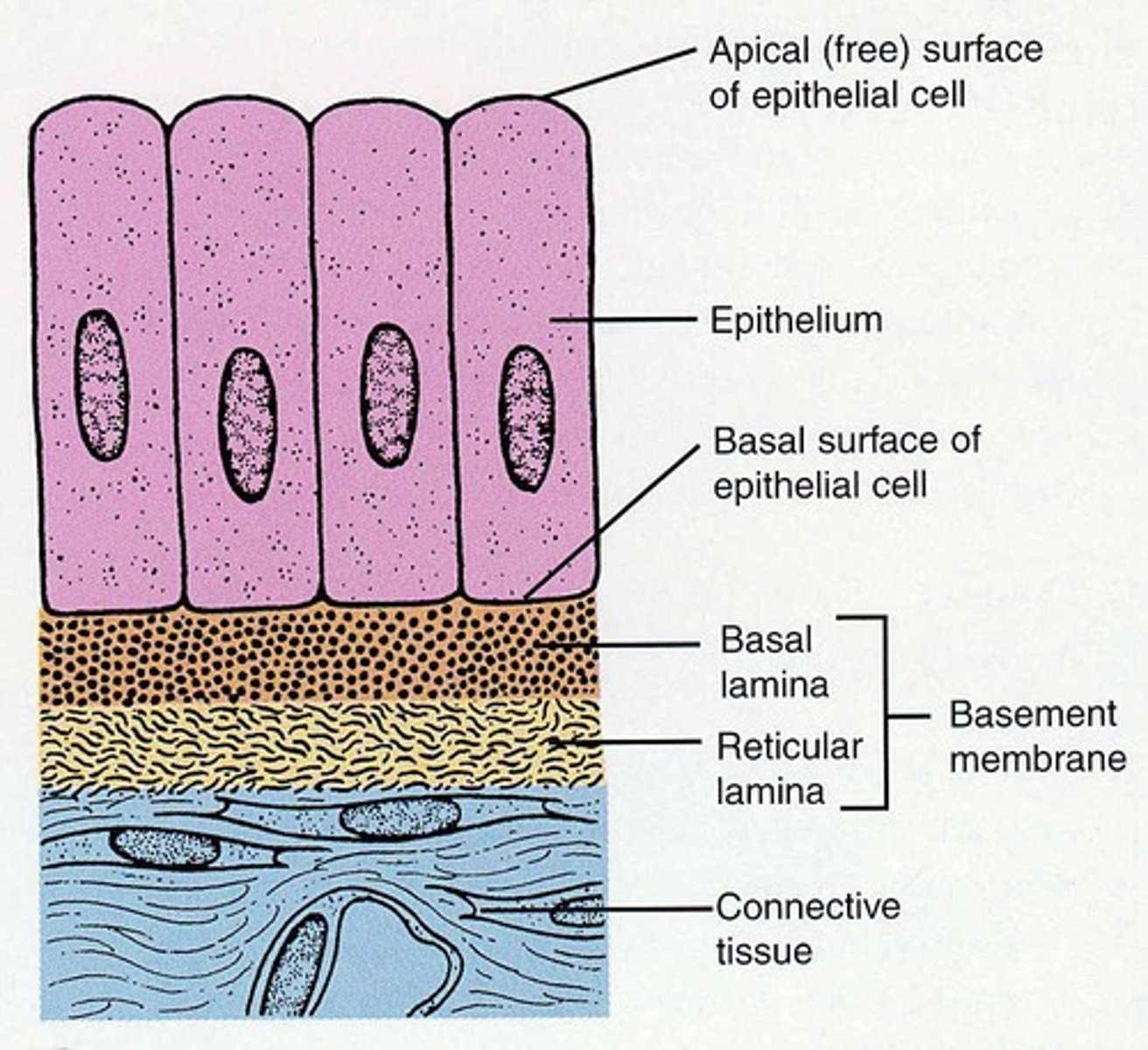 <p>A structure that holds epithelial cells to connective tissue.</p>