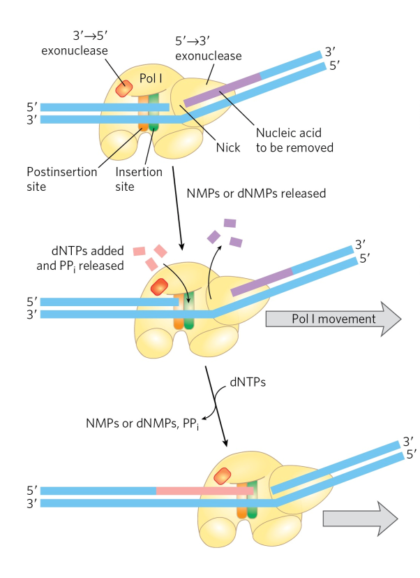 <p>break/nick in DNA phosphodiester backbone moved along w/ enzyme</p><ul><li><p>5’ → 3’ exonuclease activity </p><ul><li><p>carried out by <span><em>large</em>r</span> or <em>Klenow fragment </em>in DNA pol I </p><ul><li><p>makes nicks + removes nucleotides as enzyme moves in 5’→3’ direction</p></li><li><p>normal polymerase active site adds NTs onto 3’OH end of strand</p></li></ul></li></ul></li><li><p>important in</p><ul><li><p>DNA repair</p></li><li><p>removal of RNA primers during replication</p><p></p></li></ul></li></ul><p></p>