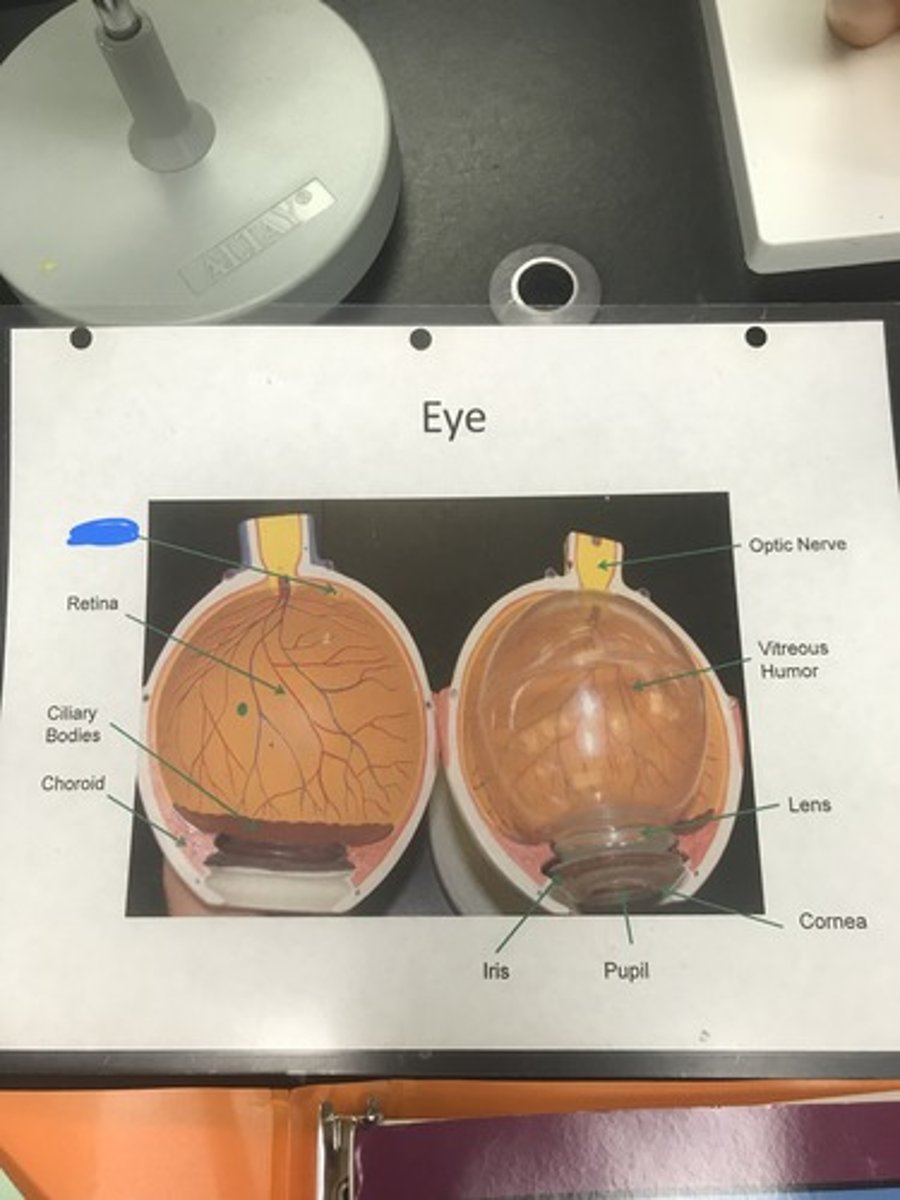 <p>Label the structure covered in blue ink and give a function</p>